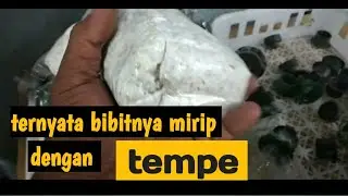 tanam bibitnya hati2❗|| bibit kualitas SUPER.