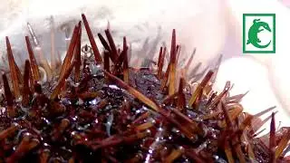 Erizo de mar con tentáculos y espinas venenosas