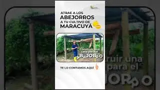 Cómo atraer y mantener a los abejorros en tu cultivo de maracuyá