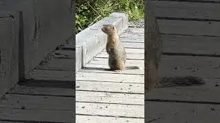Tackled by an Arctic Ground Squirrel