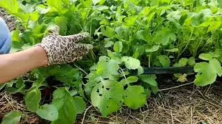КАКОЙ РЕДИС ВЫБРАТЬ? РЕЗУЛЬТАТ ВЫРАЩИВАНИЯ РЕДИСА!