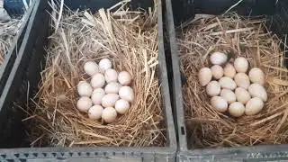 Galinha e Peruas Choca, Tirando Dúvidas Sobre a Criação de Perus.