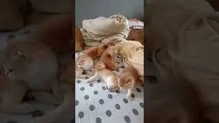 Котята растут