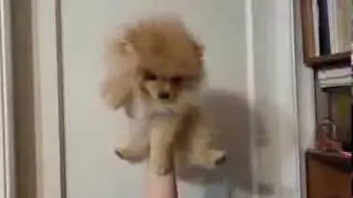 Шпиц отжигает