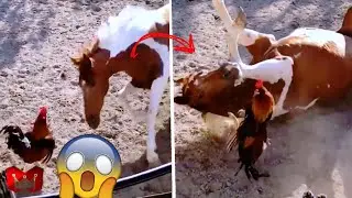 AYAM VS KUDA.. Ngamuk Ketika Di Ganggu.. Ayam VS Elang, Anjing, Dan Bahkan Manusia!