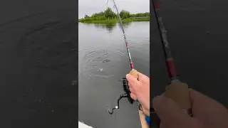 Ловил в свое удовольствие. #fishing #рыбалка #голец #salmon #кижуч #горбуша #кунджа #сима #кета