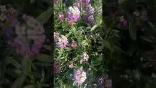 smells like spring #shortvideo #status #vlog #instagram #s #video