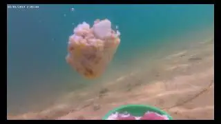 класс 11 Подводная видеосъёмка рыбы и реакция её под водой вместе с музыкой