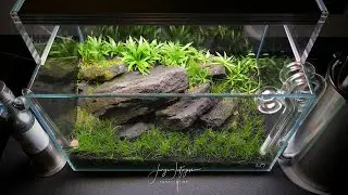 DRY START Nano Aquscape - UNBELIEVABLE  PLANT GROWTH!