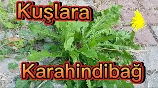 Çok Faydalı Bir Bitki Karahindiba