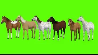 Full HD Horse on green screen  free