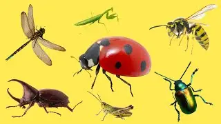 НАСЕКОМЫЕ для детей | Учим и угадываем насекомых | Учим названия и их звуки для малышей