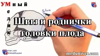 Швы и роднички плода. Плод как объект родов - meduniver.com