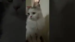 แมวเกาะหน้าต่างน่ารักมาก! แมวตัวยาว