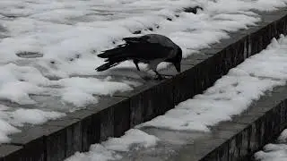 Животные. Птицы. Знаменитая ворона с Save ФОП Майдана, которая живет там рядом с лагерем ФОП.