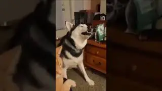 Аллергия на кота 
