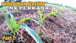 PEMUPUKAN PERTAMA || NK PERKASA