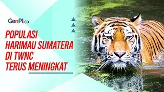 Kabar Baik, Populasi Harimau Sumatera di Tambling Terus Meningkat