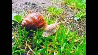 Beauty snail in the forest)))