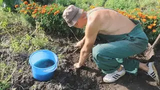 Как вырастить много картошки без труда