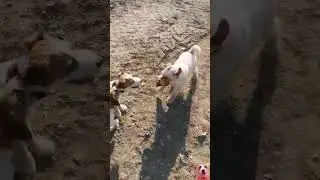 джек расселы на прогулке.