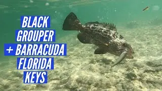 Barracuda and Black Grouper! Shore Fishing Florida Keys!