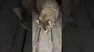 енотики орио: The Surprising Secrets Behind These Adorable Creatures