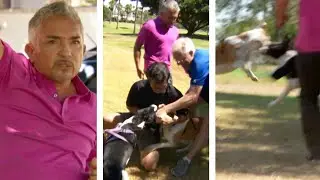 Cesar Millan Races To Break Up A Dog Fight 