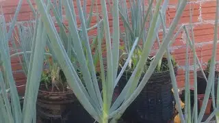 Esse adubo vale a pena