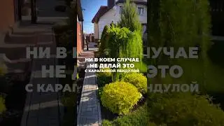 Это убивает ваши растения 