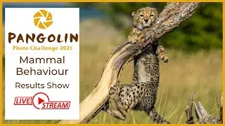 Mammal Behaviour Results Show. Pangolin Photo Challenge 2021.