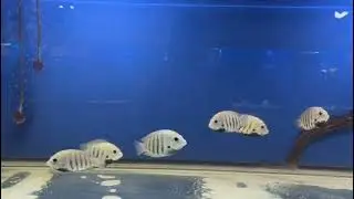 Pearl spot cichlid is one of the major delicacies in the state kerala in India.