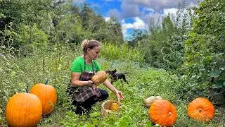 Epic Pumpkin Feast! Squash & Pie, The Ultimate Autumn Dish! 🎃🥧💥