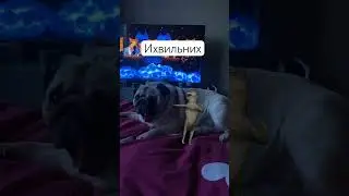 Шифа с другом 