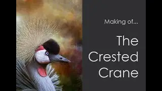 The Crested Crane Image