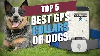 Top 5 Best GPS Collars for Dogs