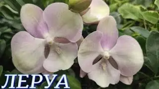 №831/ ДВА ЛЕРУА МЕРЛЕН в одном ОБЗОРЕ. ОРХИДЕИ.