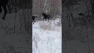 лошади переход через реку
