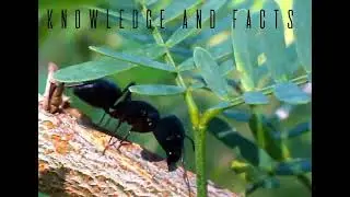 3 Amazing 👏 Facts about Animals | Knowledge and Facts