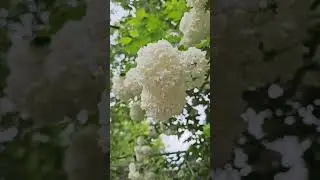 Исфара 2024 - Навори Рӯз