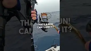 Getting my Fishing Fix: Nice Spanish Mac on Live Bait! #fishing