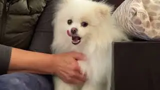 Helping Knut Avoid Getting Upset When His People Hug or Kiss