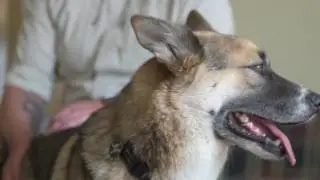 Paws For A Cause