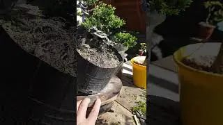 Taller de bonsai.. junipero procumbens nana.. #bonsai #bonsaiparaprincipiantes #bonsaitree