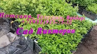 Восстановление гортензий после заморозков  Обновленный каталог Лето-24
