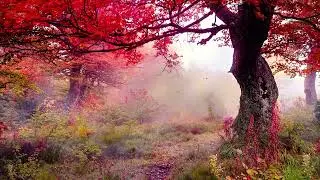 Relaxing music | Healing tree | Stay happy stay calm | AZ Hub