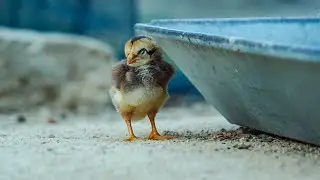 ❤️ The Cutest Baby Birds In The World ❤️