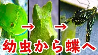 アゲハチョウの幼虫が蝶になるまで（12日間） / The growth record of swallowtail butterfly  / личинки Махаон