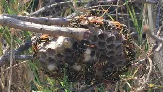 Wasp beating its wings-An alert signal