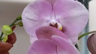 Азиатские подростки и... Обзор из магазина. 🌱